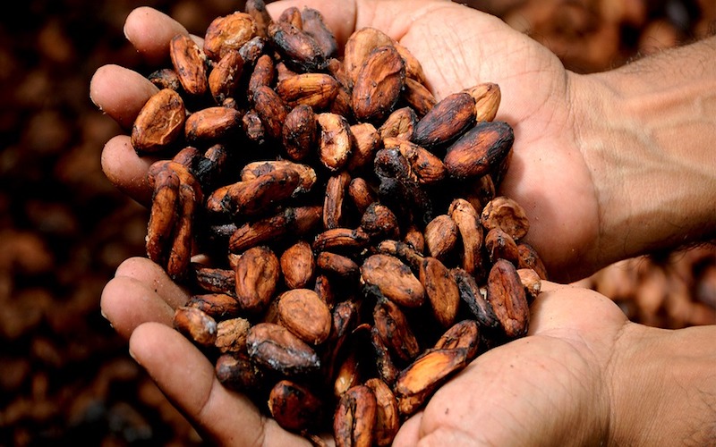 Cacao. Non si ferma la corsa al rialzo: nuovi massimi storici