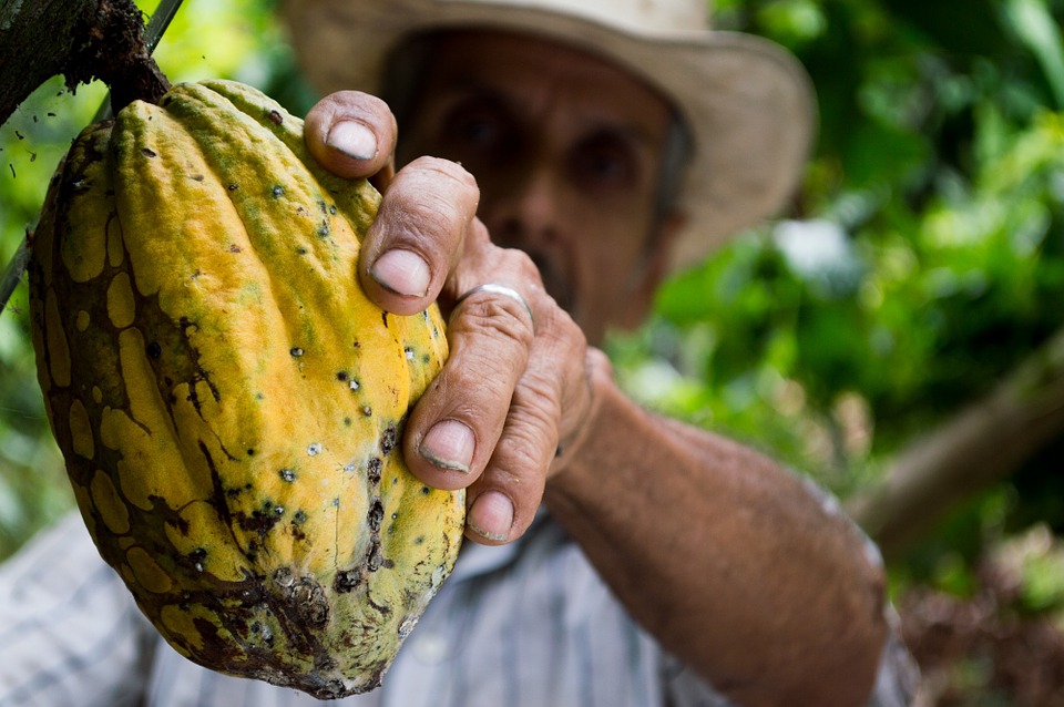 Cacao: la pioggia mette in difficoltà il raccolto della Costa d’Avorio